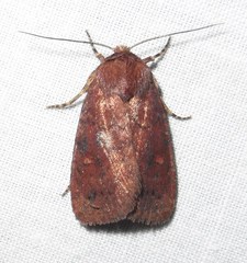 Pseudorthodes vecors