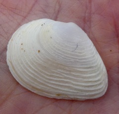 Cumingia californica