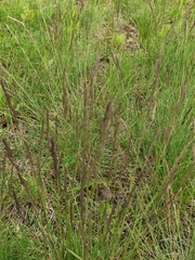 Festuca rubra