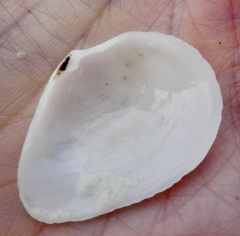Cumingia californica