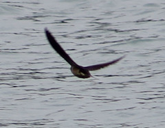 Hirundo rustica
