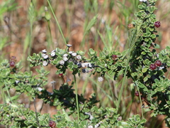 Ceanothus roderickii