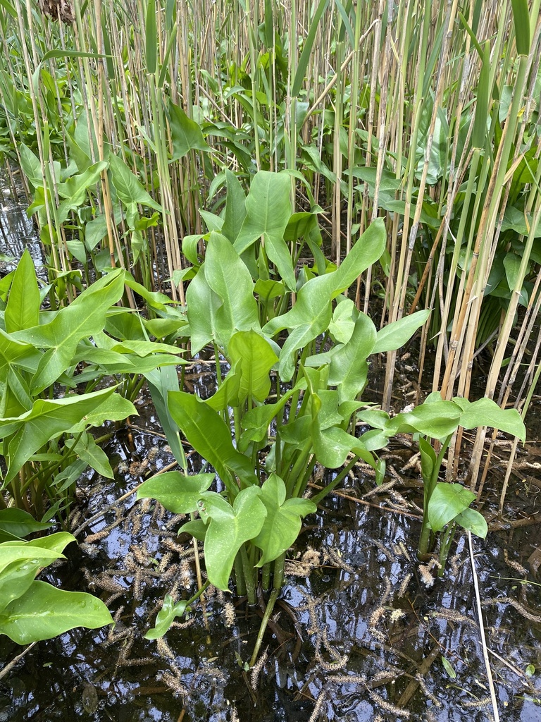 Green Arrow Arum from Nathans Ln, Madison, CT, US on May 24, 2022 at 1208 PM by lkfreidenburg