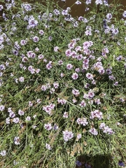 Glandularia lilacina