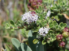 Ceanothus roderickii