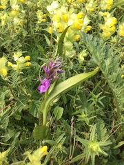 Dactylorhiza × aschersoniana