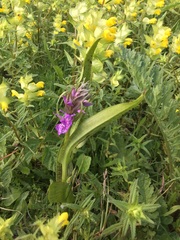 Dactylorhiza × aschersoniana