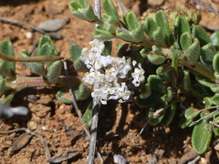 Ceanothus roderickii