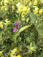 Dactylorhiza × aschersoniana