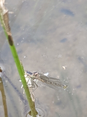 Chromagrion conditum