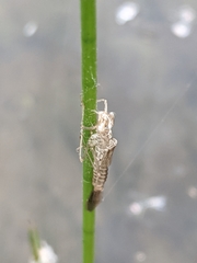 Chromagrion conditum