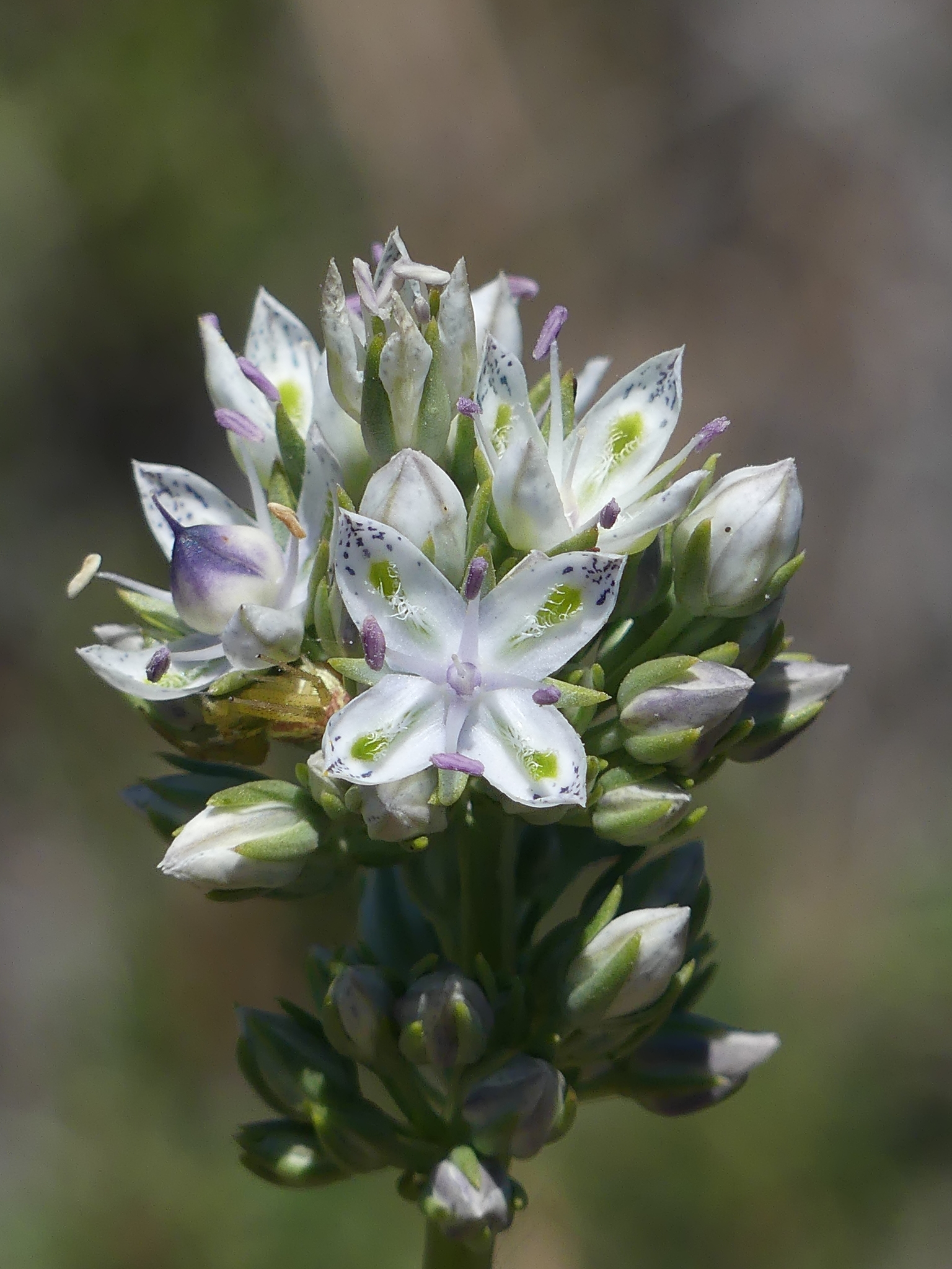 Gentianaceae