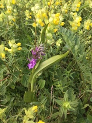 Dactylorhiza × aschersoniana