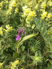Dactylorhiza × aschersoniana