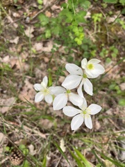 Thalictrum tuberosum
