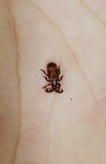 Platyrhopalus davidis