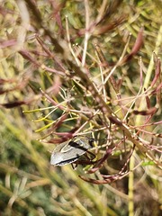 Eudolycoris alluaudi
