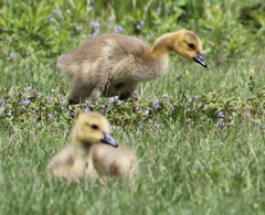 Branta canadensis