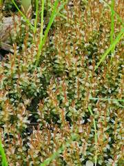 Ptychostomum weigelii