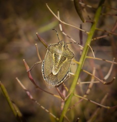 Eudolycoris alluaudi