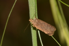 Bryotropha terrella