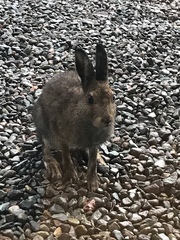 Lepus timidus hibernicus