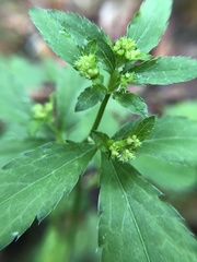 Sanicula canadensis canadensis
