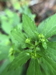 Sanicula canadensis canadensis