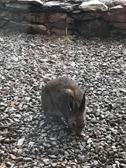 Lepus timidus hibernicus