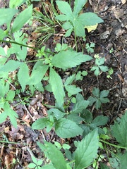 Sanicula canadensis canadensis