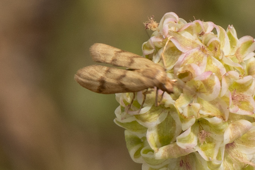vijačka skorocelová (Homoeosoma sinuella)