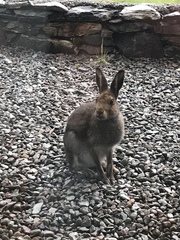 Lepus timidus hibernicus