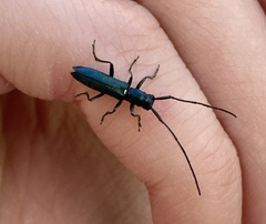 Agapanthiola leucaspis