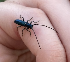 Agapanthiola leucaspis