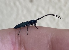 Agapanthiola leucaspis