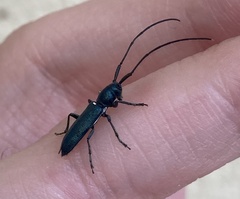 Agapanthiola leucaspis