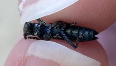 Agapanthiola leucaspis