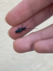 Agapanthiola leucaspis