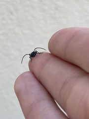 Agapanthiola leucaspis