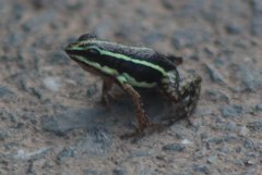 Epipedobates anthonyi