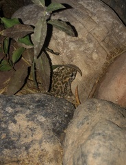 Bufotes boulengeri