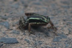 Epipedobates anthonyi