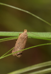 Bryotropha terrella