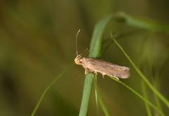 Bryotropha terrella