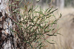 Eucalyptus thozetiana