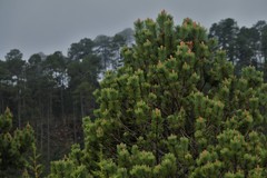 Pinus cooperi