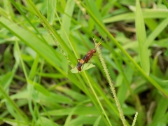 Trogomorpha arrogans