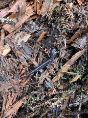 Plethodon montanus