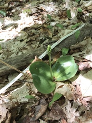 Platanthera orbiculata