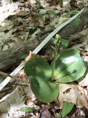 Platanthera orbiculata